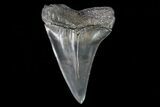Fossil Mako Shark Tooth - Georgia #75039-1